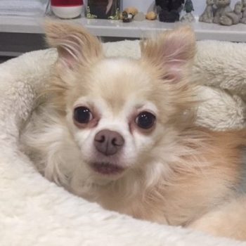 Chihuahua store rescue midwest