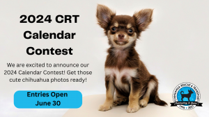 Special needs chihuahuas for clearance adoption