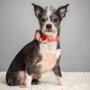 Poppy – Chihuahua / Yorkie Mix