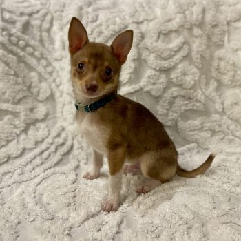 Archie – Puppy – Coming April