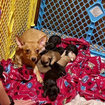 Ginger and Eight Puppies – Coming Late May